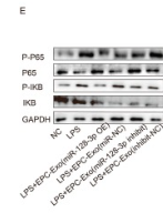 IKB alpha Antibody - Fig.