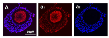 GJA4 Antibody - Figure 1.
