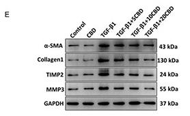 TIMP2 Antibody - Figure 5 CBD inhibits TGF-β1-induced CCD-18co fibrosis (*means p.
