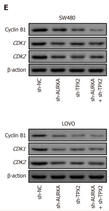 CDK2 Antibody - Figure 5.