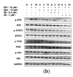 pan-AKT1/2/3 Antibody - Figure 6.