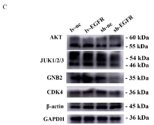 GNB2 Antibody - Figure 7.