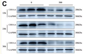 HspB4 Antibody - Figure 2.