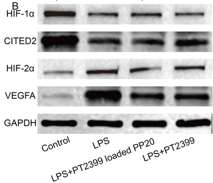 HIF1A Antibody - Fig.
