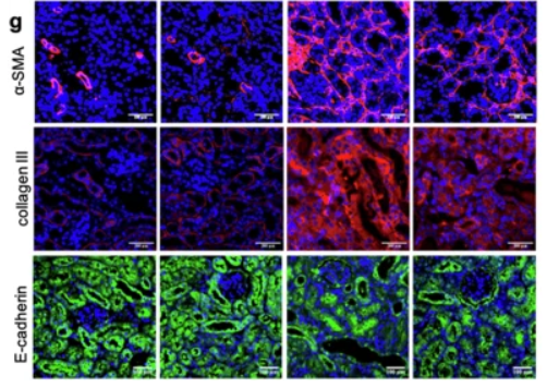 E-cadherin Antibody - Fig.