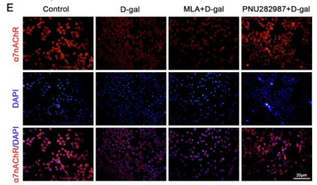 Nicotinic Acetylcholine Receptor alpha 7 Antibody - Fig.