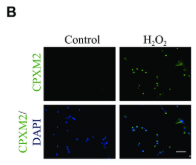 CEACAM7 Antibody - Figure 6.
