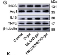 IL1 beta Antibody - Fig.