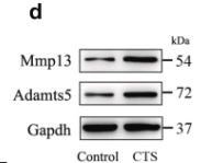 MMP13 Antibody - Fig.