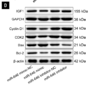 CDK2 Antibody - Figure 4.