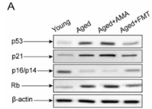 p53 Mouse monoclonal Antibody - Fig.