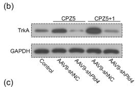 TrkA Antibody - FIGURE 4 Pld4 deficiency impaired microglial phagocytosis and TrkA/AKT signaling in the corpus callosum.