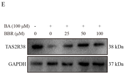 TAS2R38 Antibody - Fig.
