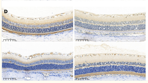 MAPK3 Antibody - Figure 8.