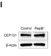 AZI1 Antibody - Figure 5.
