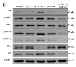 Caspase 3 Antibody - Figure 3: Effect of METTL3 on COV362 cell apoptosis.