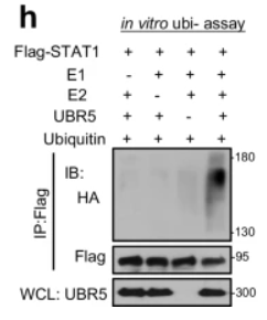 EDD Antibody - Fig.