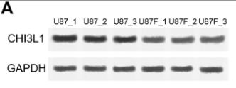 CHI3L1 Antibody - Fig 7.