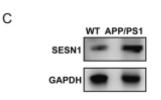 SESN1 Antibody - Fig.