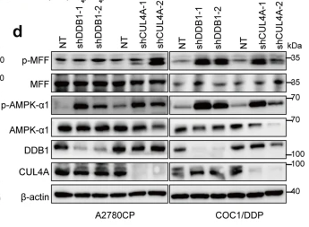 Phospho-MFF (Ser172/Ser146) Antibody - Fig.