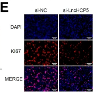 Ki67 Antibody - Fig.