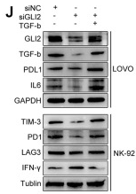PD-L1 Mouse Monoclonal Antibody - Figure 9.