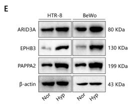 PAPP A2 Antibody - Fig.