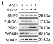 PINK1 Antibody - Fig.