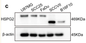 HSPG2 Antibody - Figure 2.