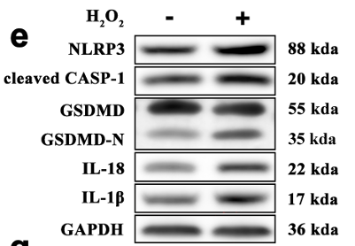 GSDMD Antibody - Fig.