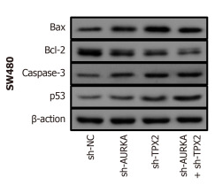 p53 Antibody - Figure 6.