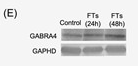 GABRA4 Antibody - Fig.