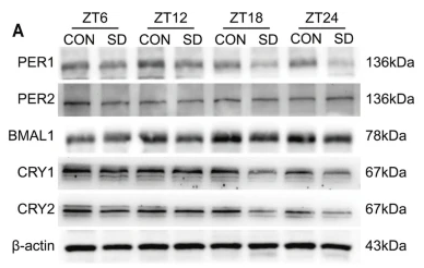 PER1 Antibody - Fig.