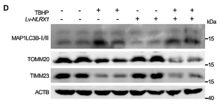 LC3B Antibody - Figure 3.