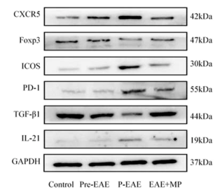 Foxp3 Antibody - Fig.