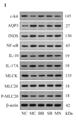 iNOS Antibody - Fig.