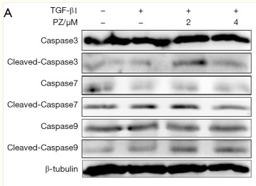 Caspase 3 Antibody - Figure 4.