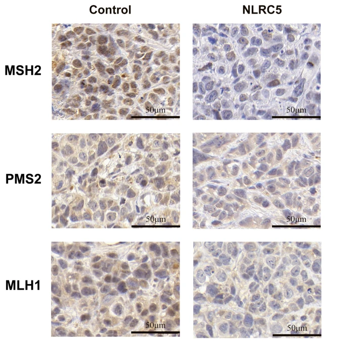 PMS2/PMS2CL Antibody - Figure 3 NLRC4 inhibits the expression of MSH2, PMS2, MLH1 genes in vivo.