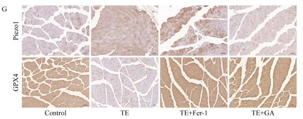 GPX4 Antibody - Fig.