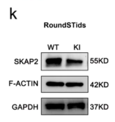 SKAP2 Antibody - Fig.