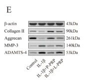 Collagen II Antibody - Fig.
