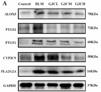 PLA2G2A Antibody - Figure 9.