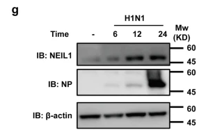 NEIL1 Antibody - Fig.