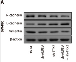 N Cadherin Antibody - Figure 7.