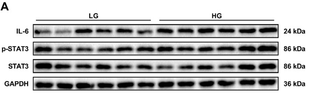 Phospho-CREB (Thr100) Antibody - Figure 6.