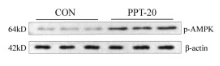Phospho-AMPK alpha (Thr172) Antibody - Fig.