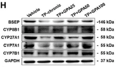 Cytochrome P450 8B1 Antibody - Figure 4 GPA promotes cholesterol metabolism by accelerating the synthesis and efflux of primary bile acids.
