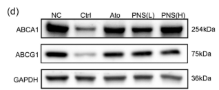 ABCA1 Antibody - FIGURE 2 Panax notoginseng saponins (PNS) reduces foam cell formation in atherosclerotic plaque and peritoneal macrophages.