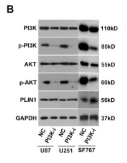 PIK3CA Antibody - Fig.