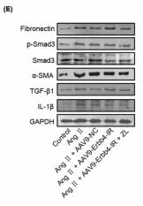 TGF beta 1 Antibody - Fig.